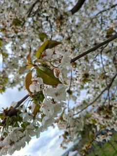 Apfelbaum in Blüte