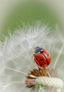 Marienkäfer