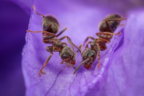 Two Ants on purple flower