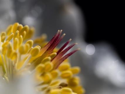Christrose