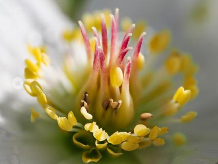 Staubblätter der Christrose