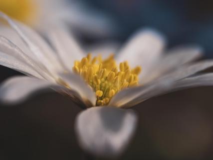 Sandra Konrad_Daisy.1