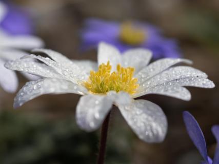 Sandra Konrad_Daisy.2
