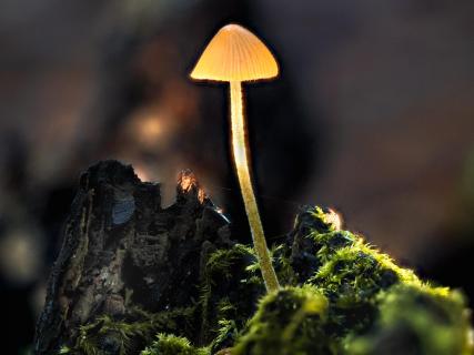 leuchtender kleiner Pilz 