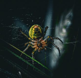 Spinne