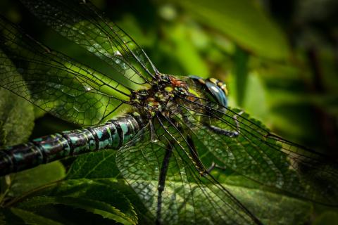 Libelle