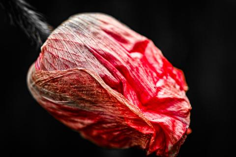 Mohn
