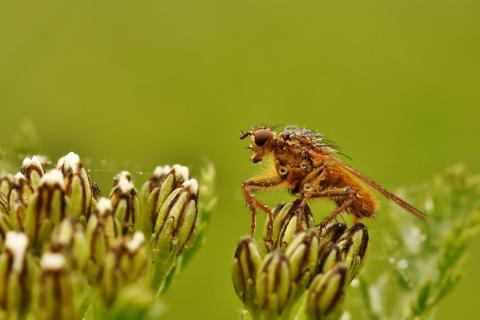Tau-Fliege