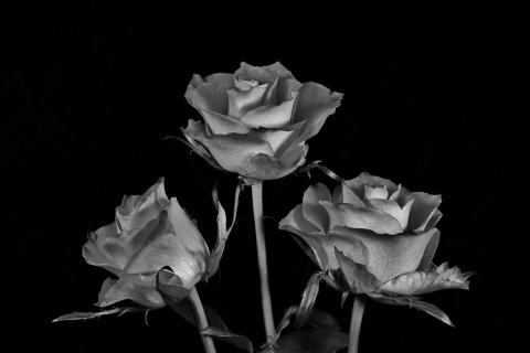 Drei Rosen