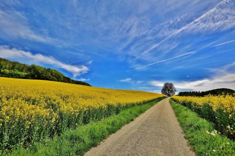 Grün-gelbe Streifen