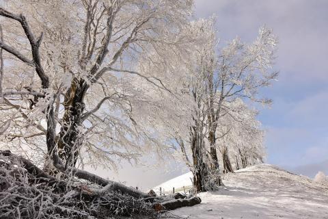 Bäume mit Schnee