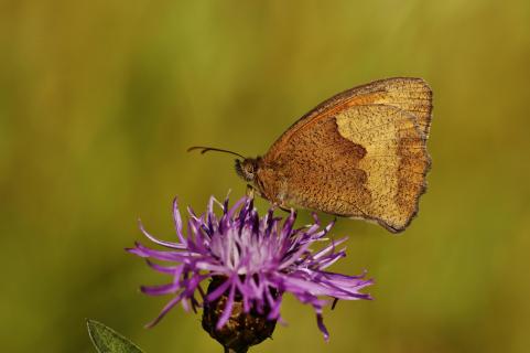 Falter auf lila Blume