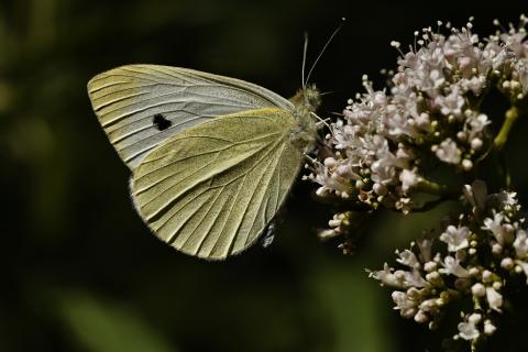 Schmetterling an Blüte.
