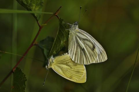 Paarung