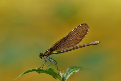 Weibliche Prachtlibelle