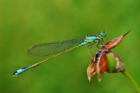 Kleinlibelle