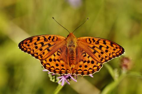 Schmetterling