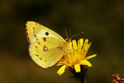 Gelber Schmetterling
