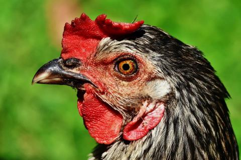 Bio-Huhn