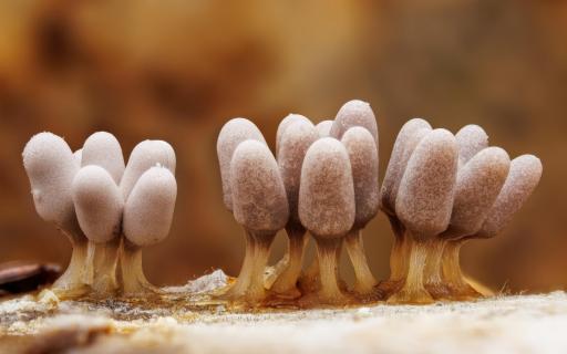 Grauer Kelchstäubling (Arcyria cinerea)