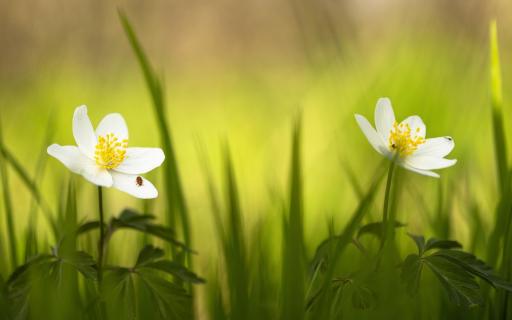 Buschwindröschen (Anemone Nemorosa)