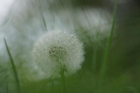 Pusteblume 