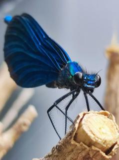 Libelle 