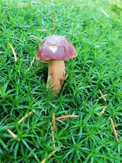 Pilz Wanderung mit Handymacro