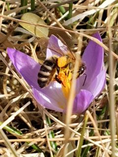 Fleißiges Bienchen
