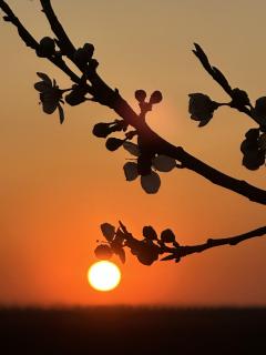 Sonnenuntergang als Pseudofrucht am Baum
