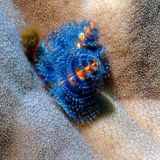 Christmas Tree Worm