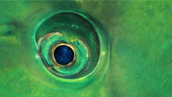 Augen-Blick