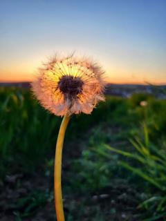 Brennende Pusteblume