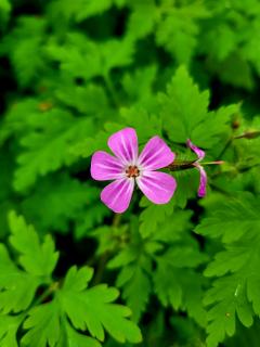 Kleine Blüte, große Wirkung