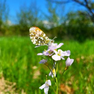 Frühling