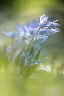 Blausterne