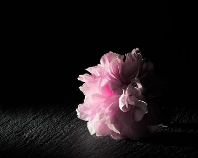 cherryBlossom