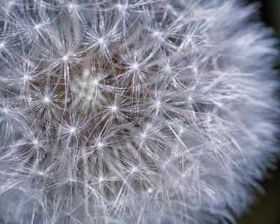 Struktur in Leichtigkeit – Pusteblume im Makro