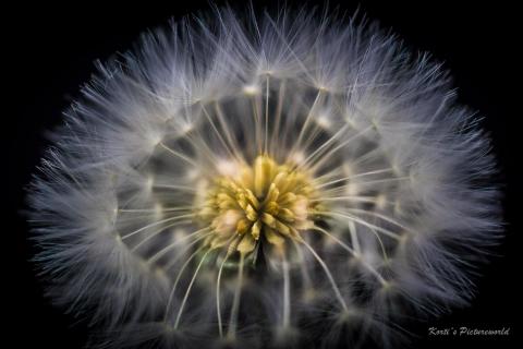 Pusteblume