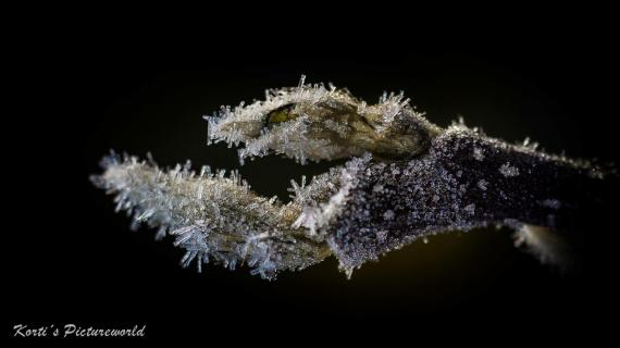 Knospe am frostigen Morgen