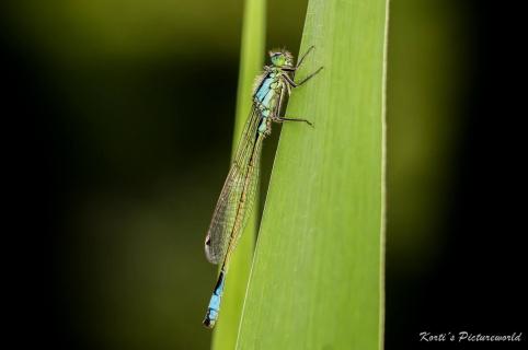 Libelle auf Beobachtungsposten