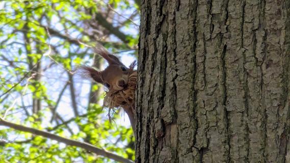 Eichhörnchen mit Nistmaterial für Kobelbau