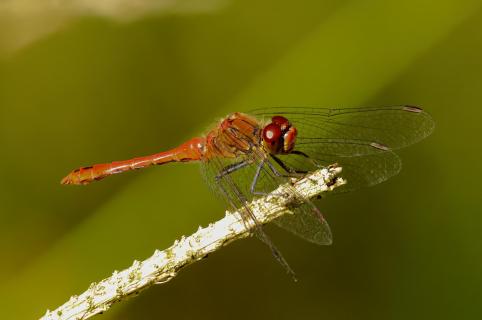 Libelle am Steinbruchtümpel