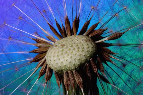 Pusteblume