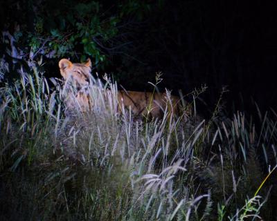 eye of the lion