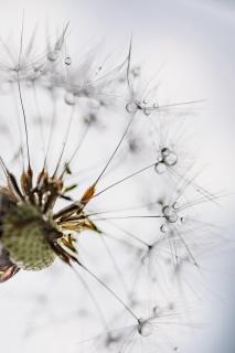 Pusteblume 