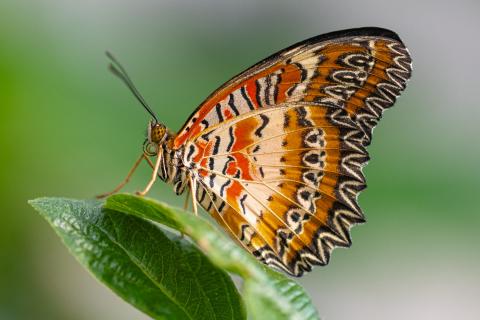 Cupha erymanthis