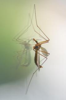Spiegelung