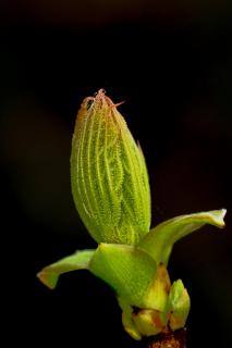 A Leaf is Born