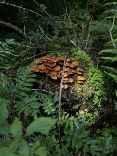 Waldgeheimnis auf Moospolster